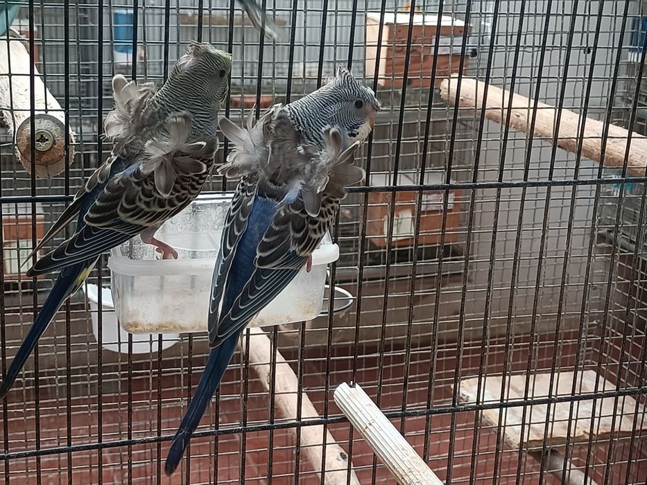 Tenho vários periquitos hagoromos e portadores