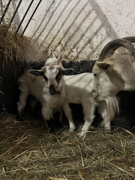 Młode kózki i capki