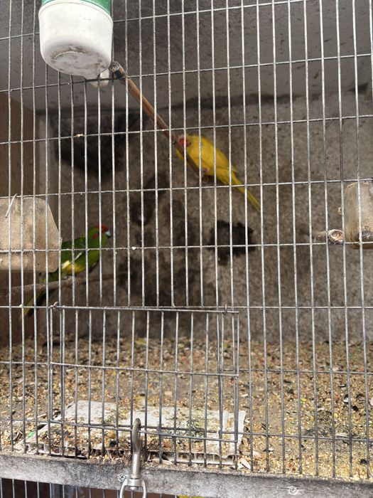 Vendo casal de kakarikis