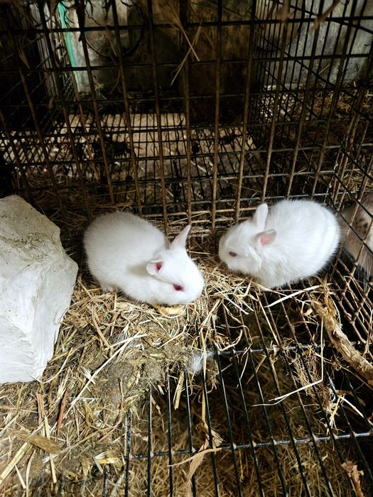 PROMOÇÃO ou rotura de stok