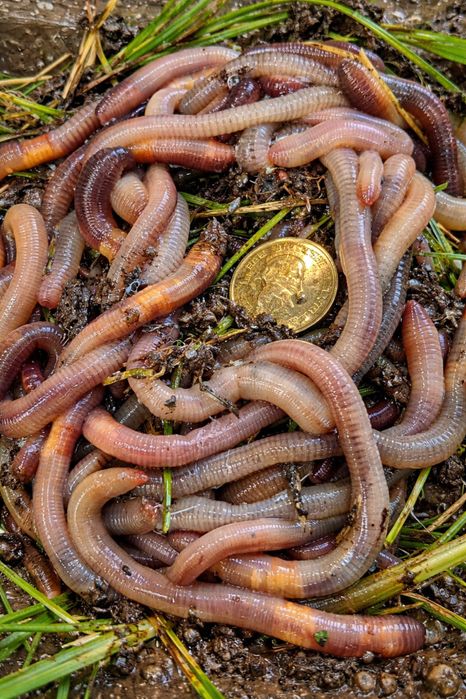 Великі виповзки – свіжа наживка