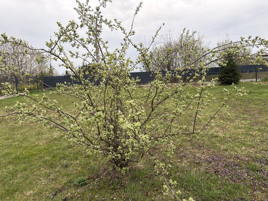 Piekna pigwa  dzewko