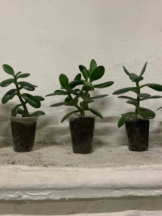 Квіти, вазони, кімнатні рослини(дифенбахія, грошове дерево)