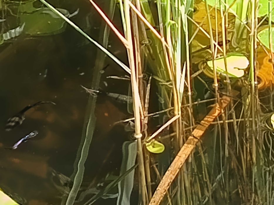 Gupiki, mieczyki i inne rybki