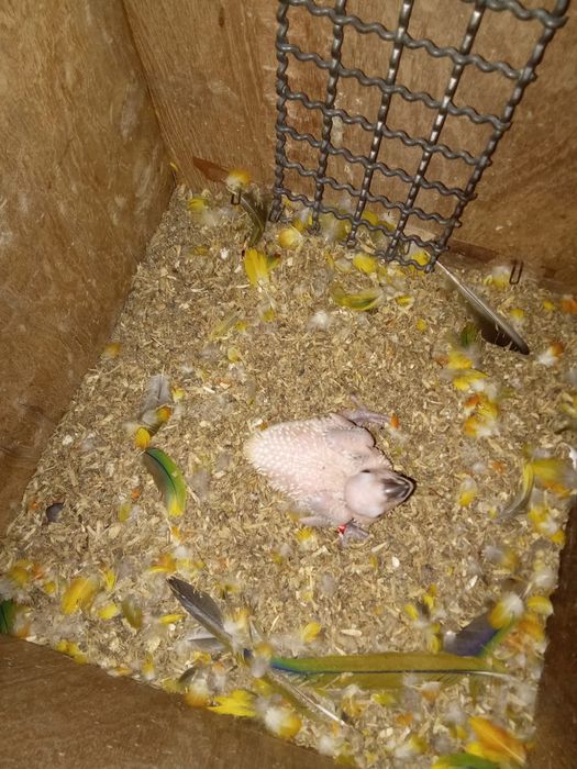 Tenho uma  Aratinga sol para ceder .