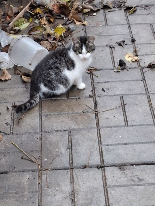 Отдаем кошечку в добрые руки!