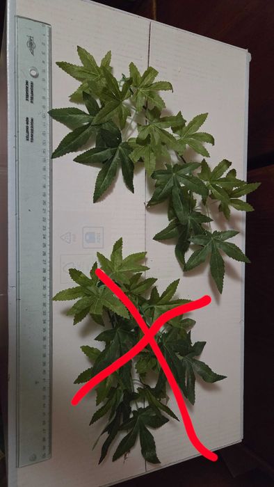 Plantas para terrários/aquário