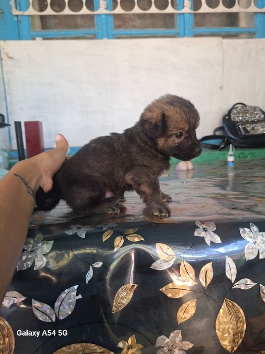 Цуцики великі не ростуть