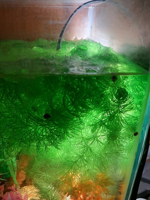 Аквариумные растения.обен.продажа