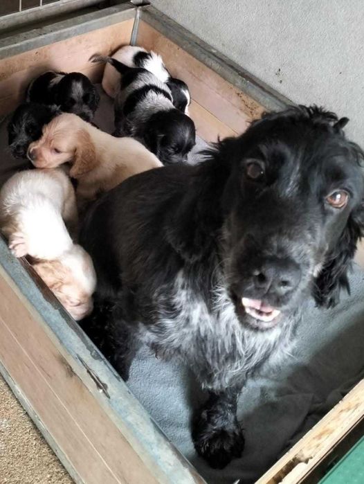 Cachorro Cocker Spaniel Inglês com LOP