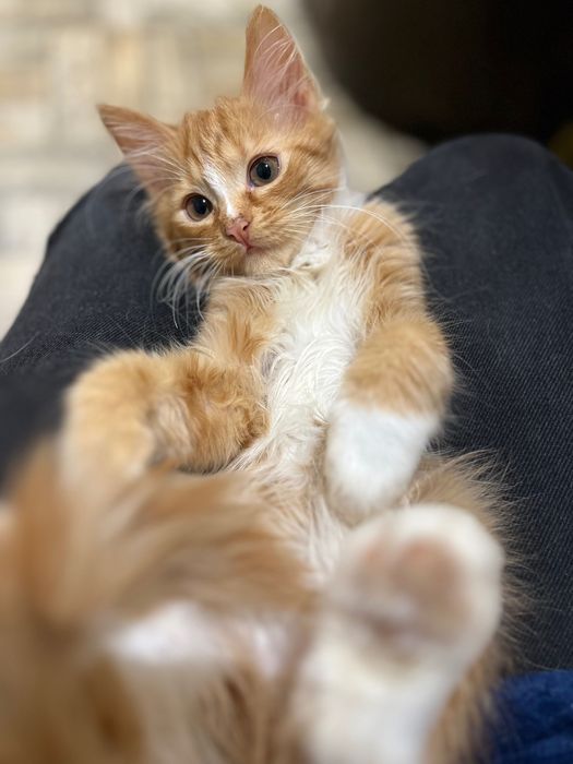 Кошенята в добрі руки дуже терміново!