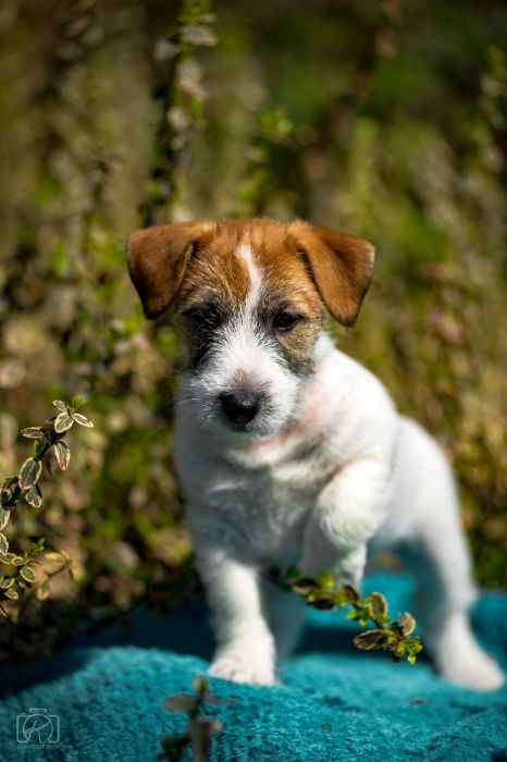 Джек Расел Тер'єр-цуценяна у відповідальні руки!