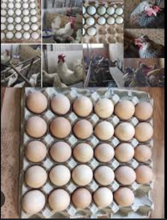 Інкубаційні яйця курей