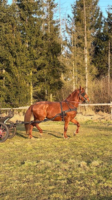 Klacz śląska, 5 letnia