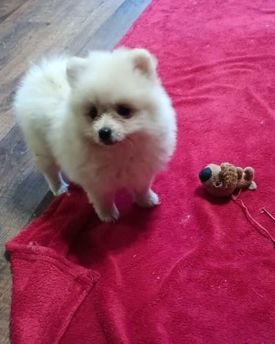 Дівчинка померанскького шпиця