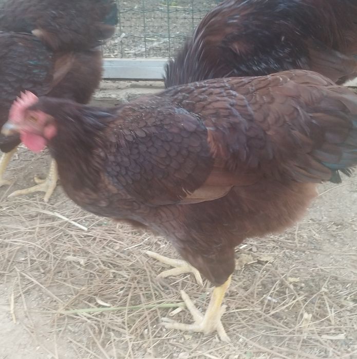 Ovos para incubação