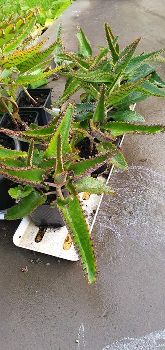 Roślina Żyworódka pierzasta