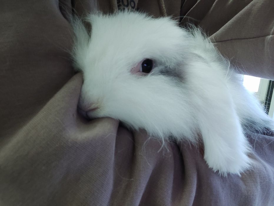 Декоративні кролики дорослі