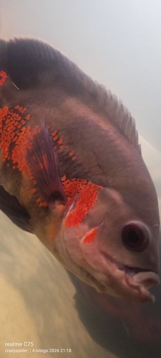 Rybki pawie oka oscary