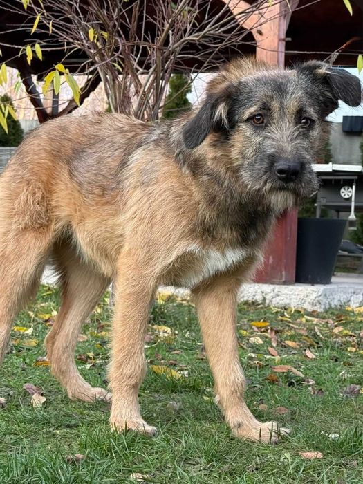 Dosia- miła, radosna dziewczynka szuka nowego domku :)