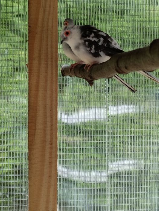 Gołąbki diamentowe szeki