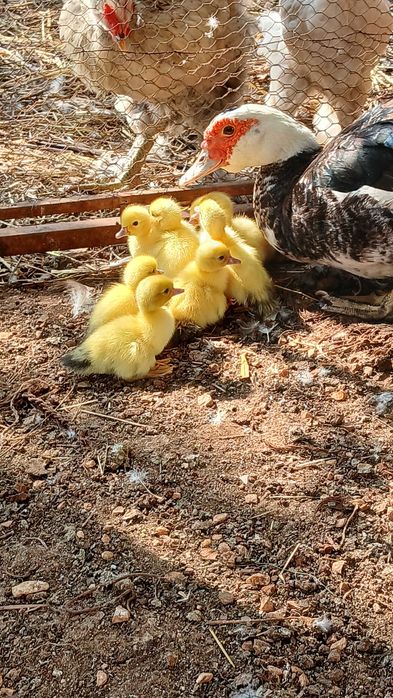 Patos mudos jovens