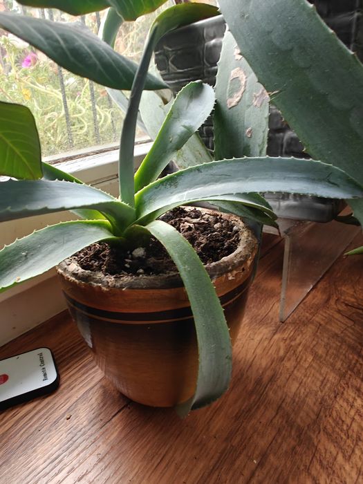 Aloevera mała sadzonka