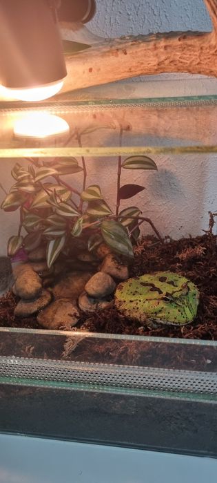 Sprzedam żabę rogata oraz terarium