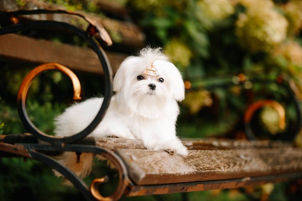 Сказочная Девочка мини для дома и души