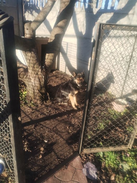 Овчарка  средняя