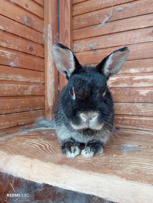 2 króliki do oddania za darmo do adopcji