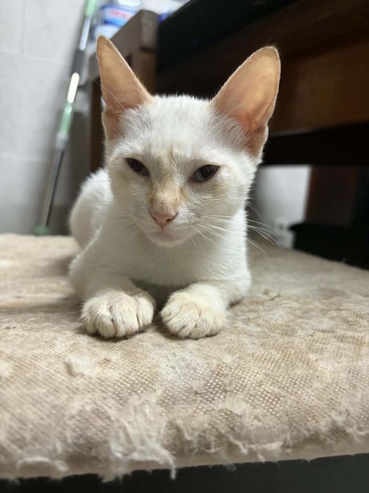 4 Bebés para Adoção!