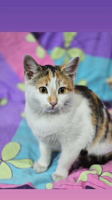 Отдам котенка трехцветку, 6 месяцев, девочка