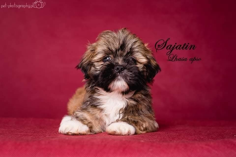 Lhasa apso  po Championach/ ZkwP/ FCI