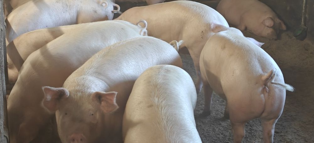 Tuczniki,świnie sprzedam