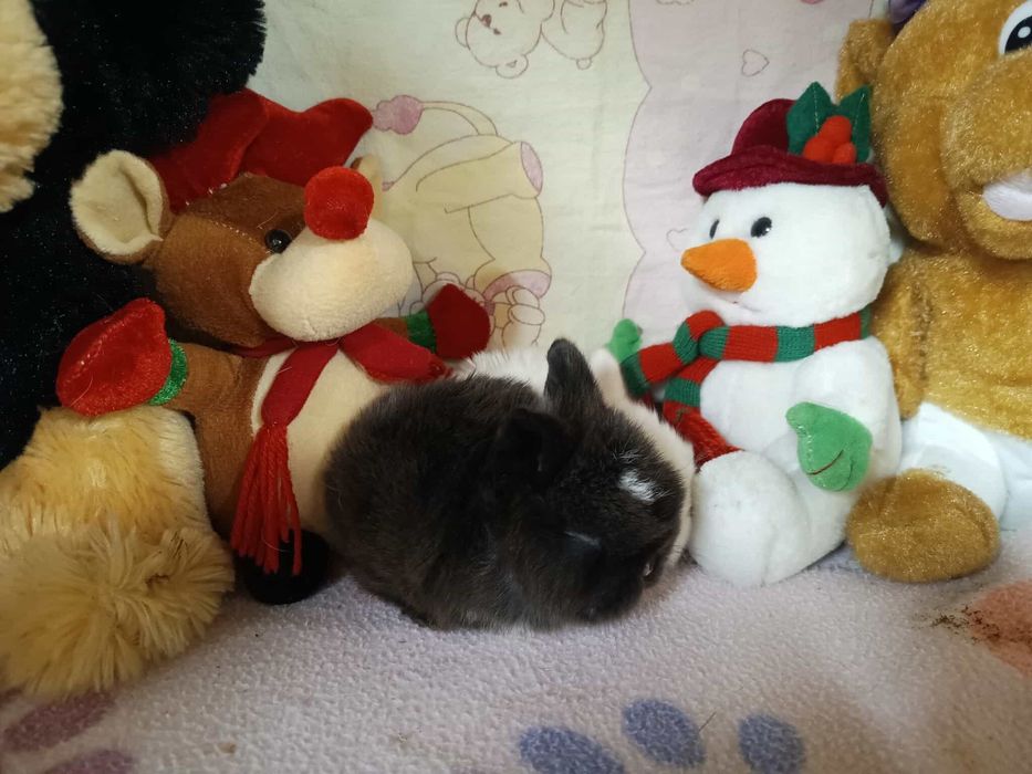 Sprzedam króliczki mini loop mini lop