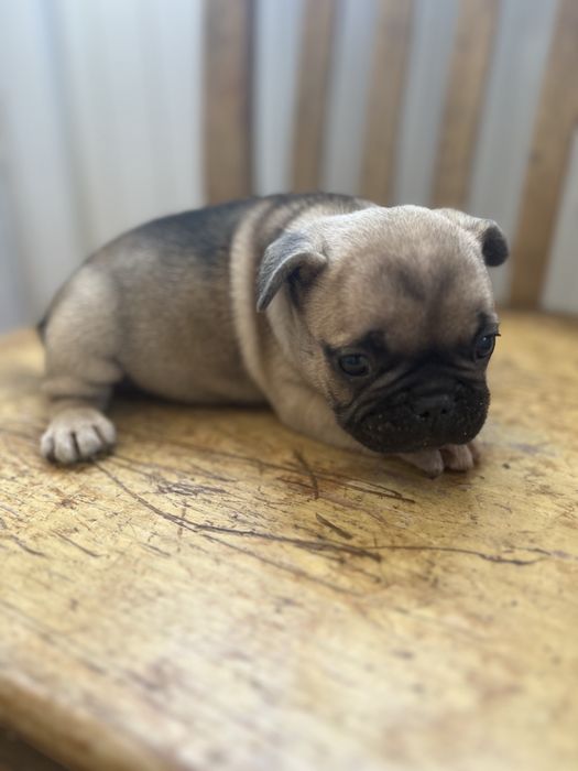 Bulldog frances  macho top