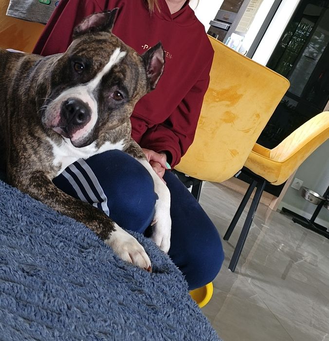 Suczka biała marengo pręgowana American Staffordshire Terrier (amstaf