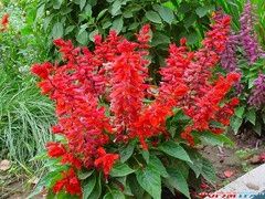 Семена сальвии красной
