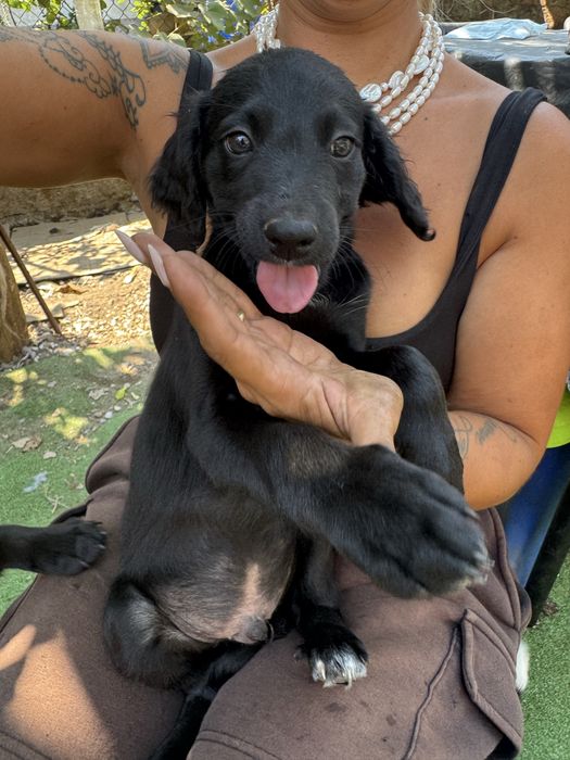 Animais para adoção