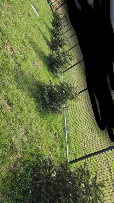 Jodła kaukaska 9 szt ok 120cm