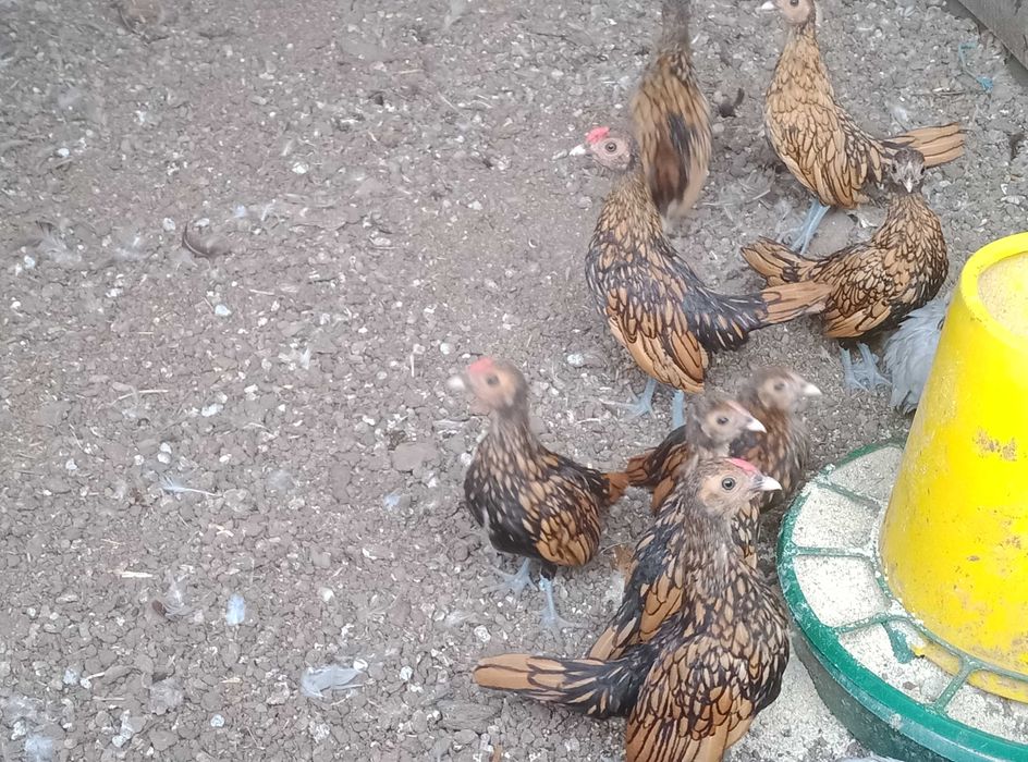 Кури себрай золотий та бентам чорний