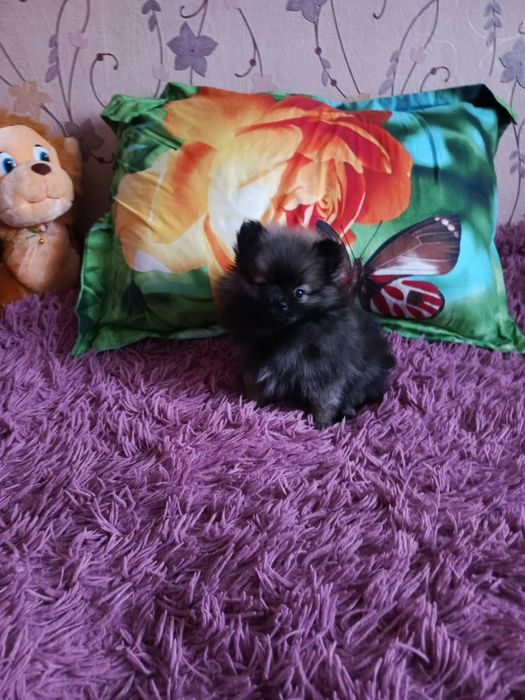 Шпиц девчонка мышка