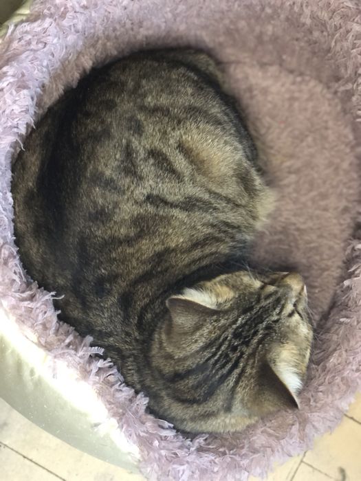 Котик Шпротик 2 год