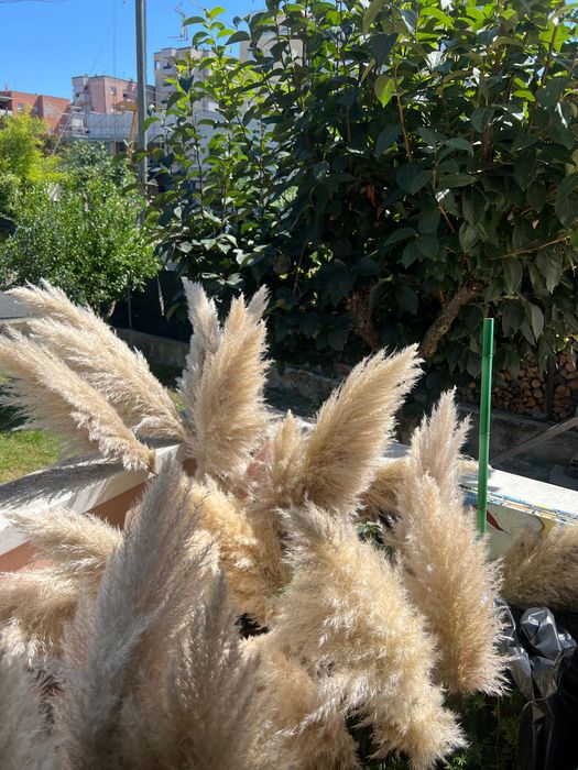 Пампасна   трава