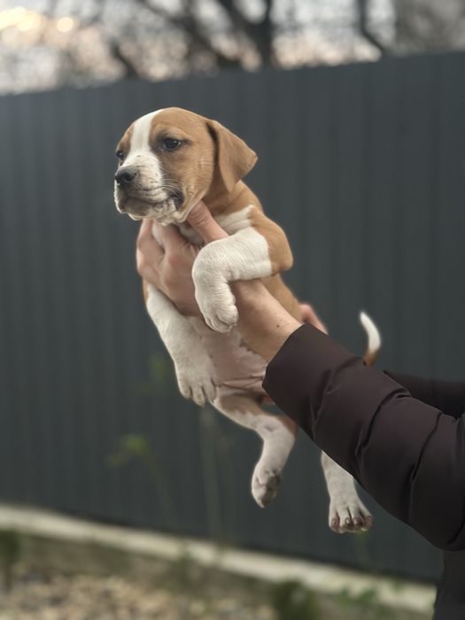 Стаффордширский терьер  Амстафф