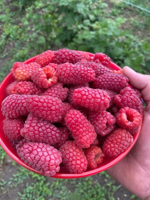 Маю саджанці літньої малини