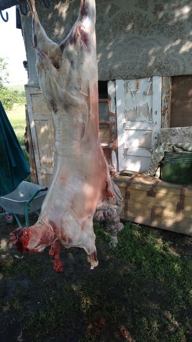 Вівці барани биті