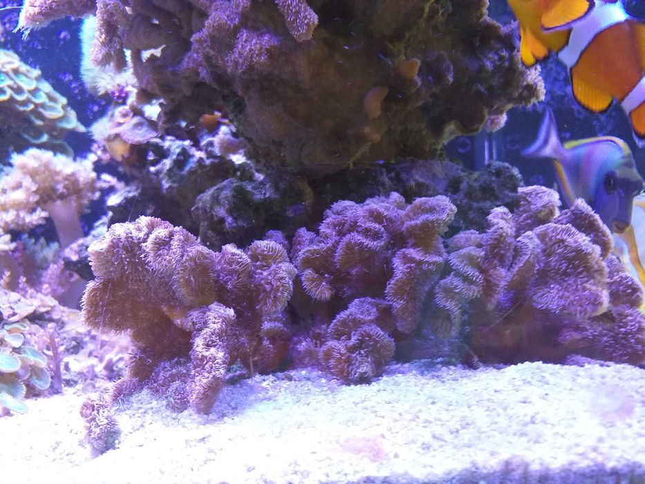 Pavona koral twardy ok 10 cm