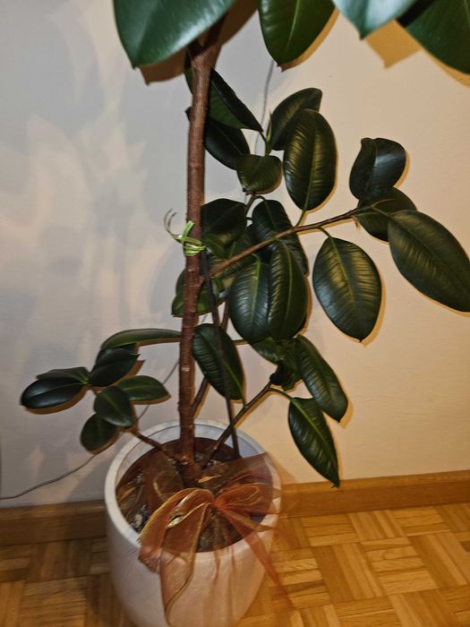 Fikus sprężysty 150 cm